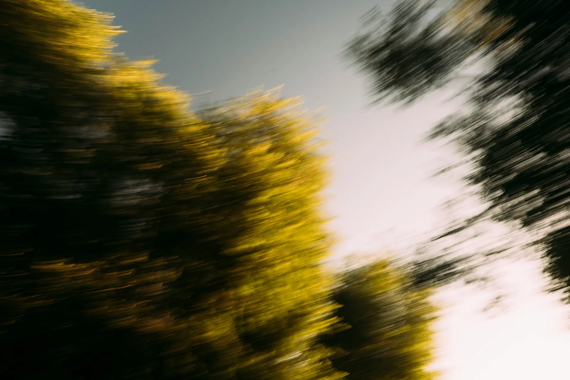 Trees in soft motion blur